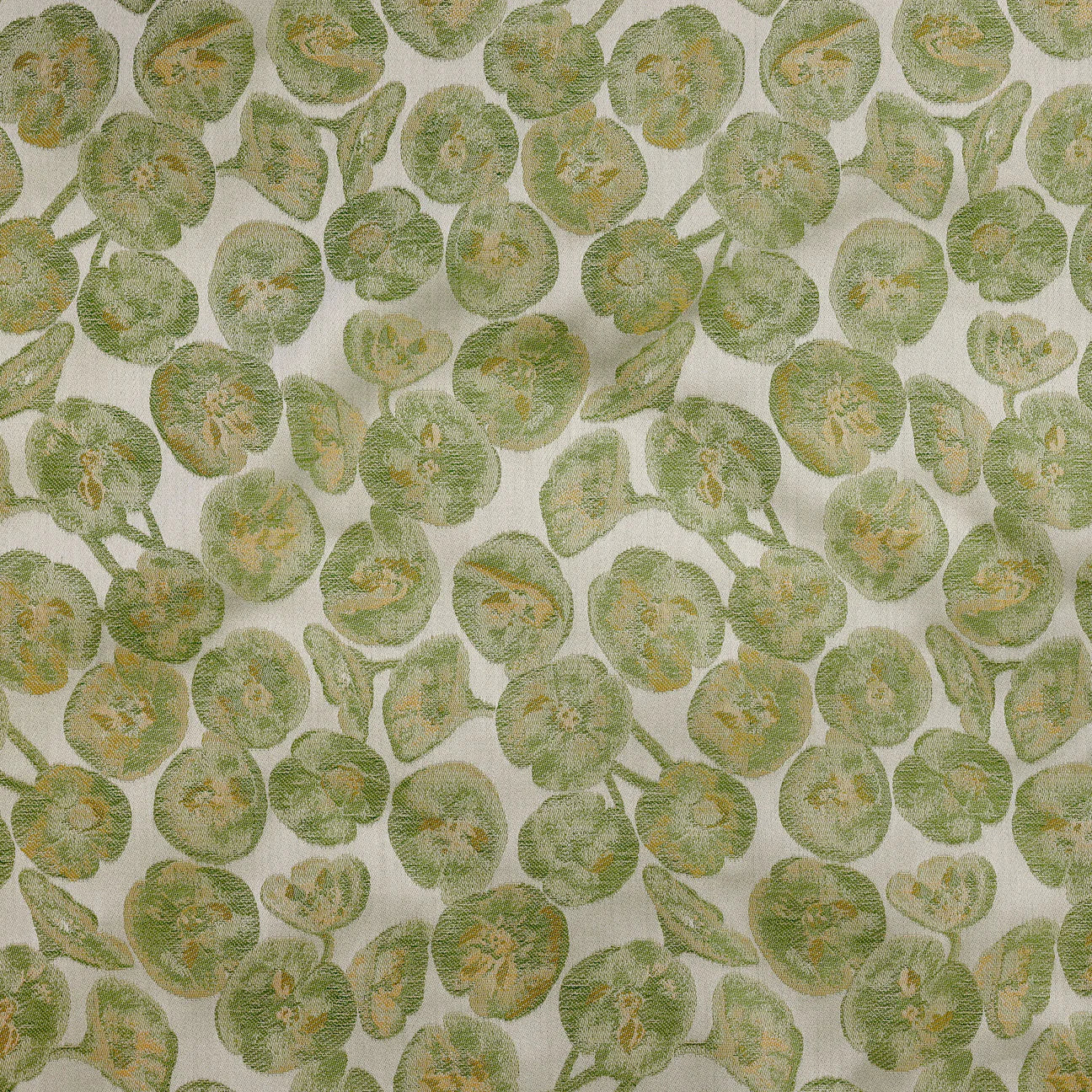 Euphorbia Duvet King SDH