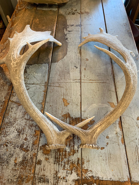 Pair Vintage Drop Antlers
